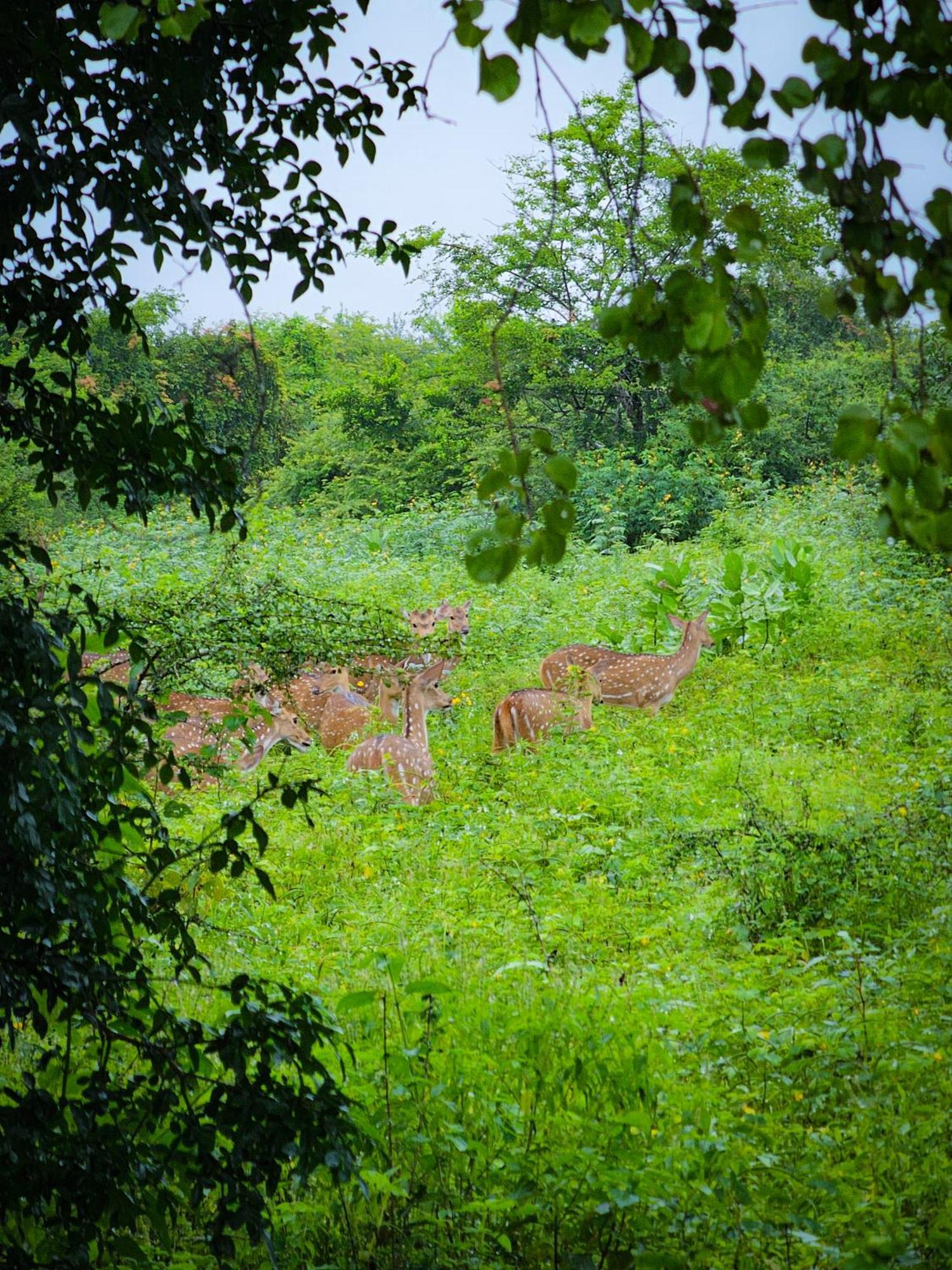 Hotel Bright Sun Safari Udawalawe Zewnętrze zdjęcie